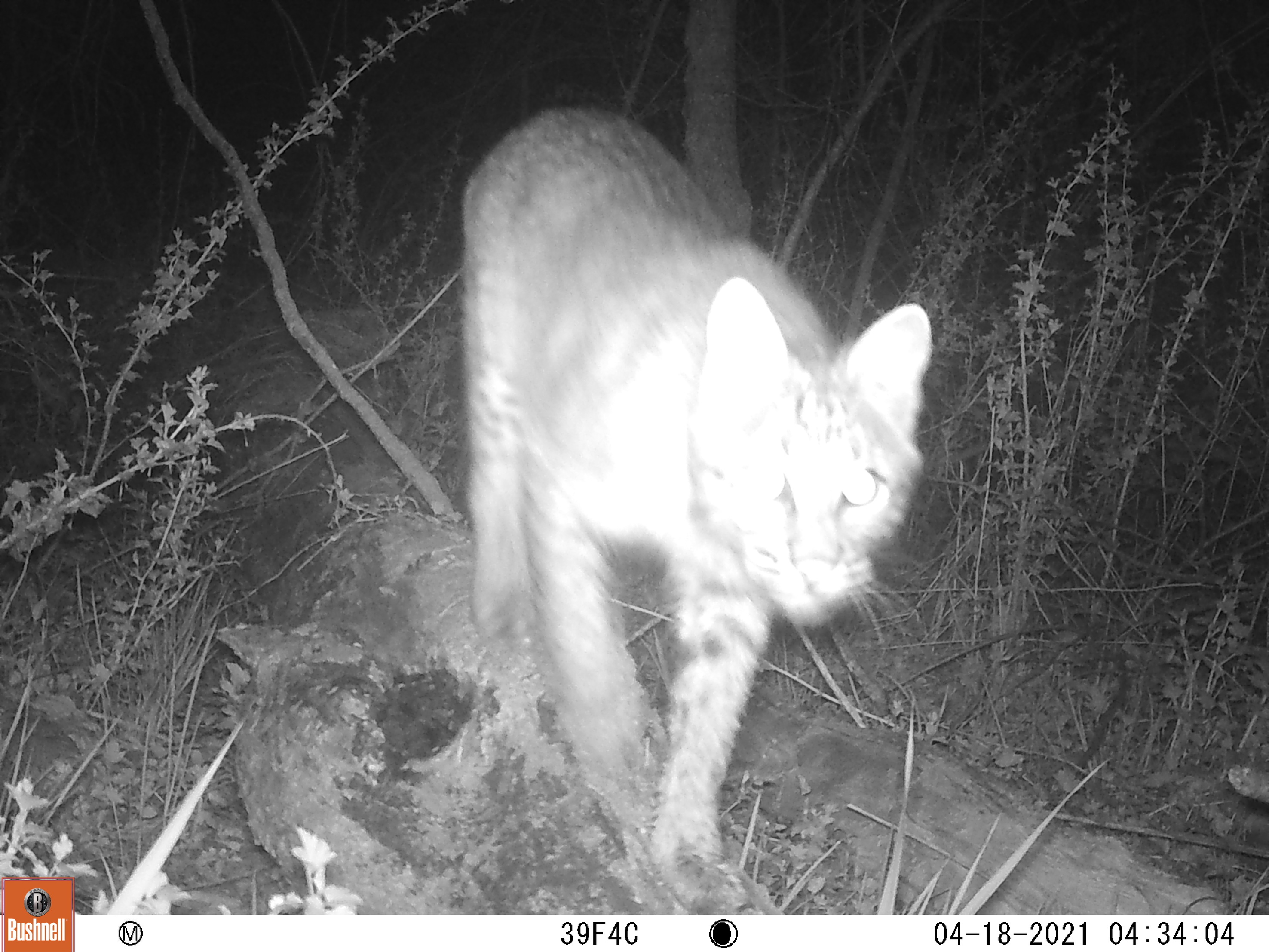 A trail cam photo of a bobcat