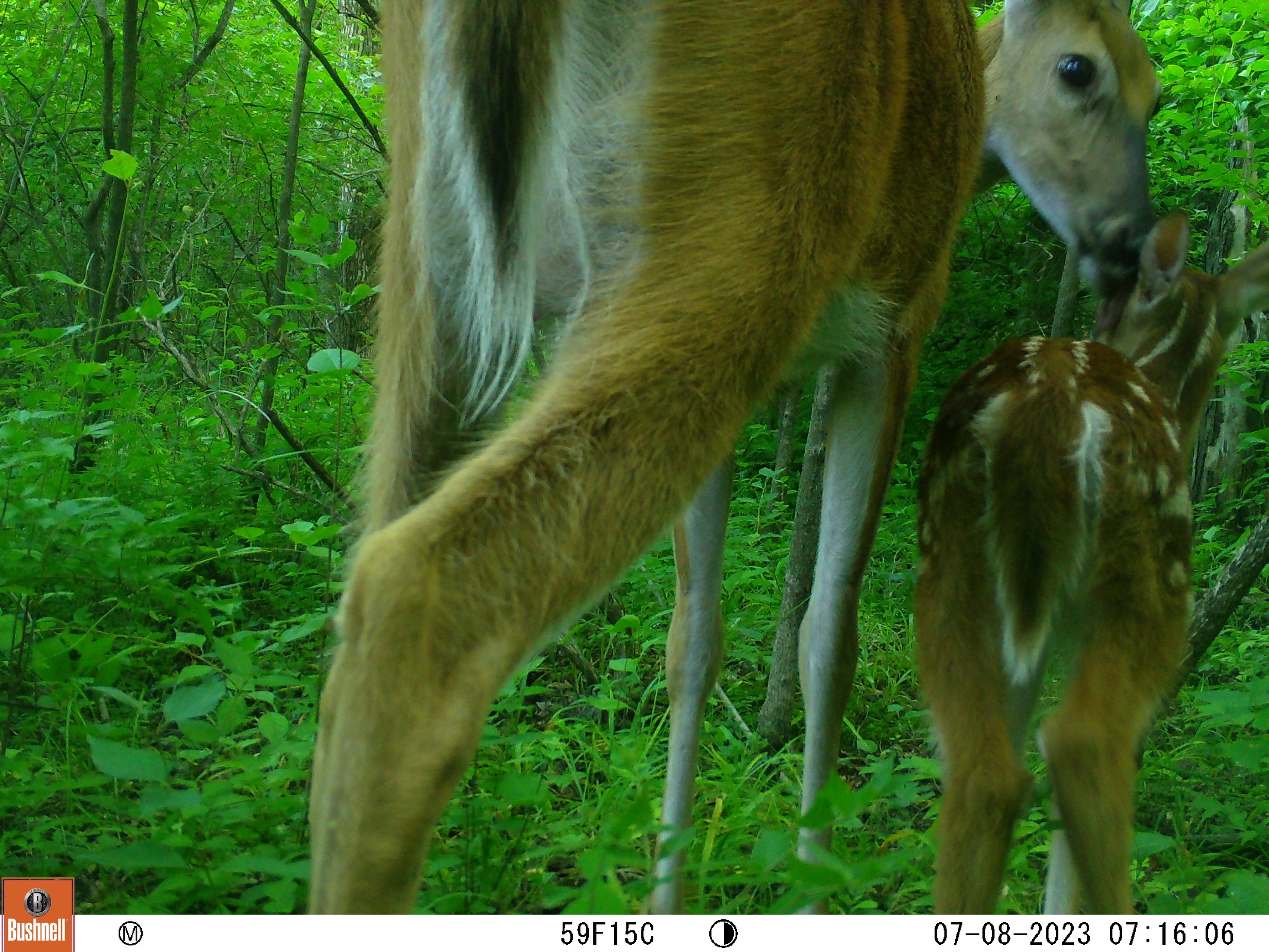 A trail cam photo of a white-tailed doe and fawn