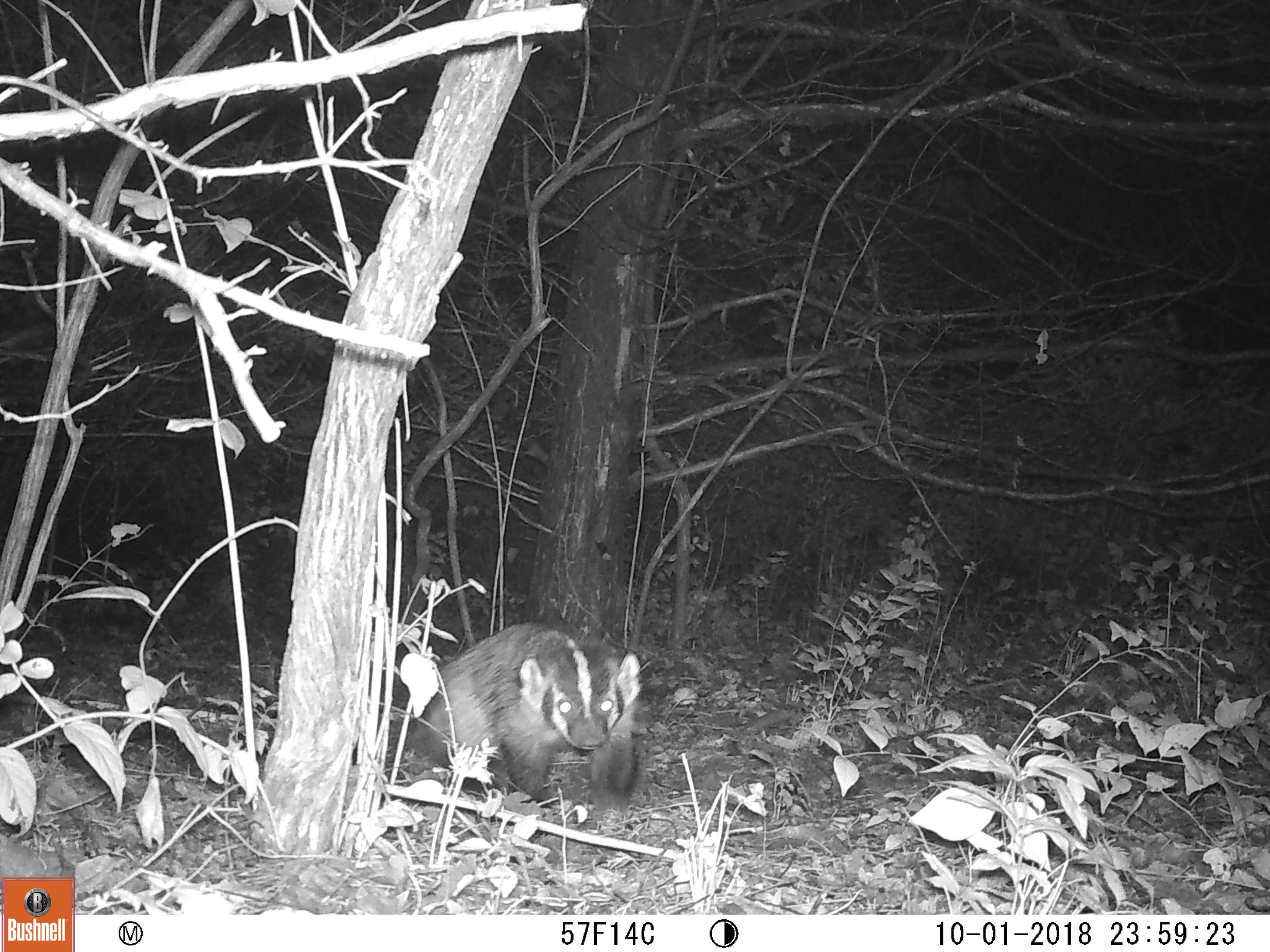 A trail cam photo of a badger