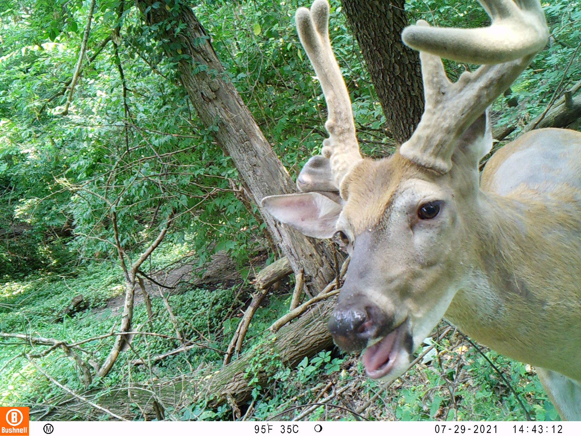 A trail cam photo of a white-tailed buck