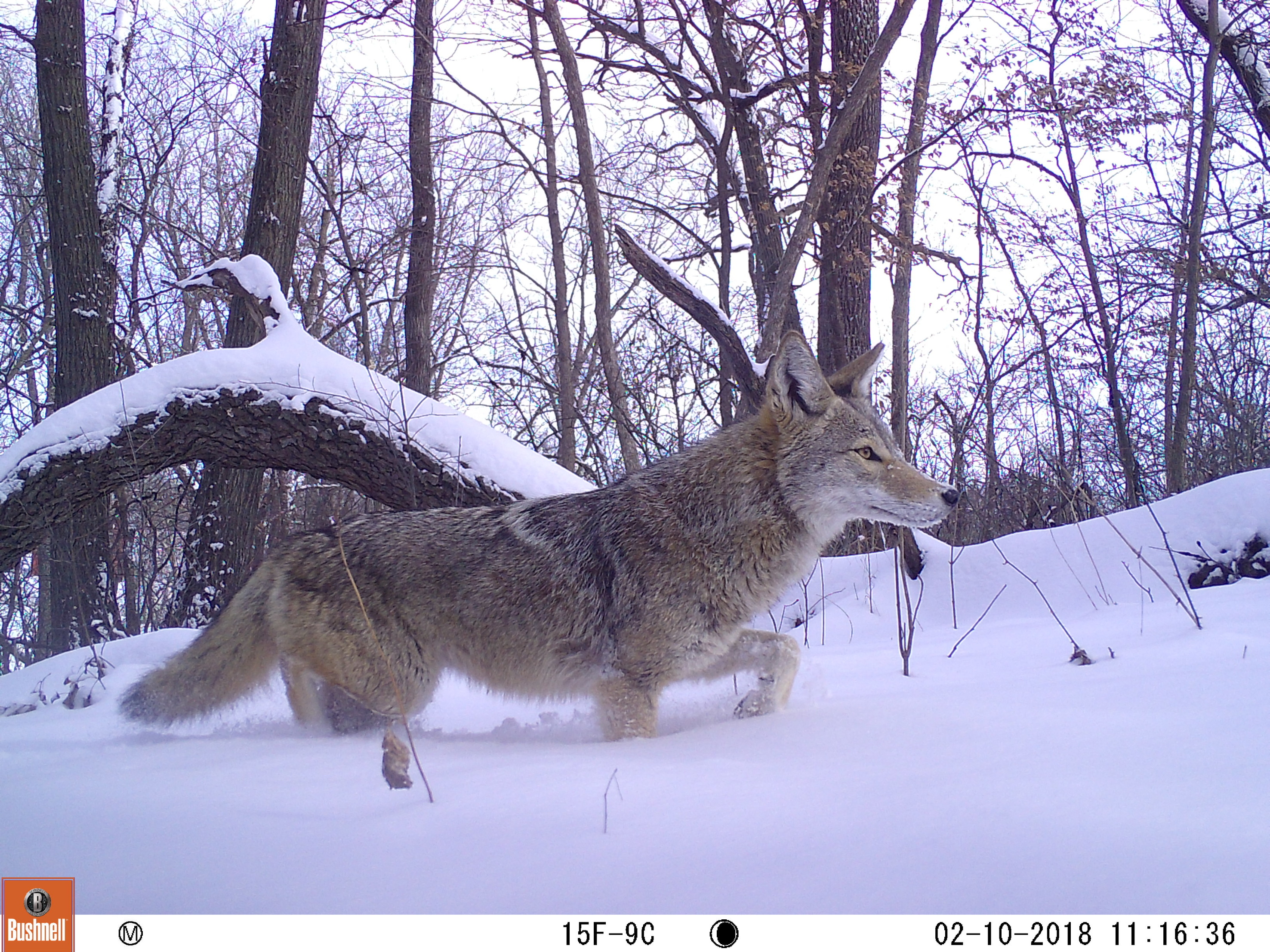 A full-color trail cam photo of a coyote walking through a snowy forest