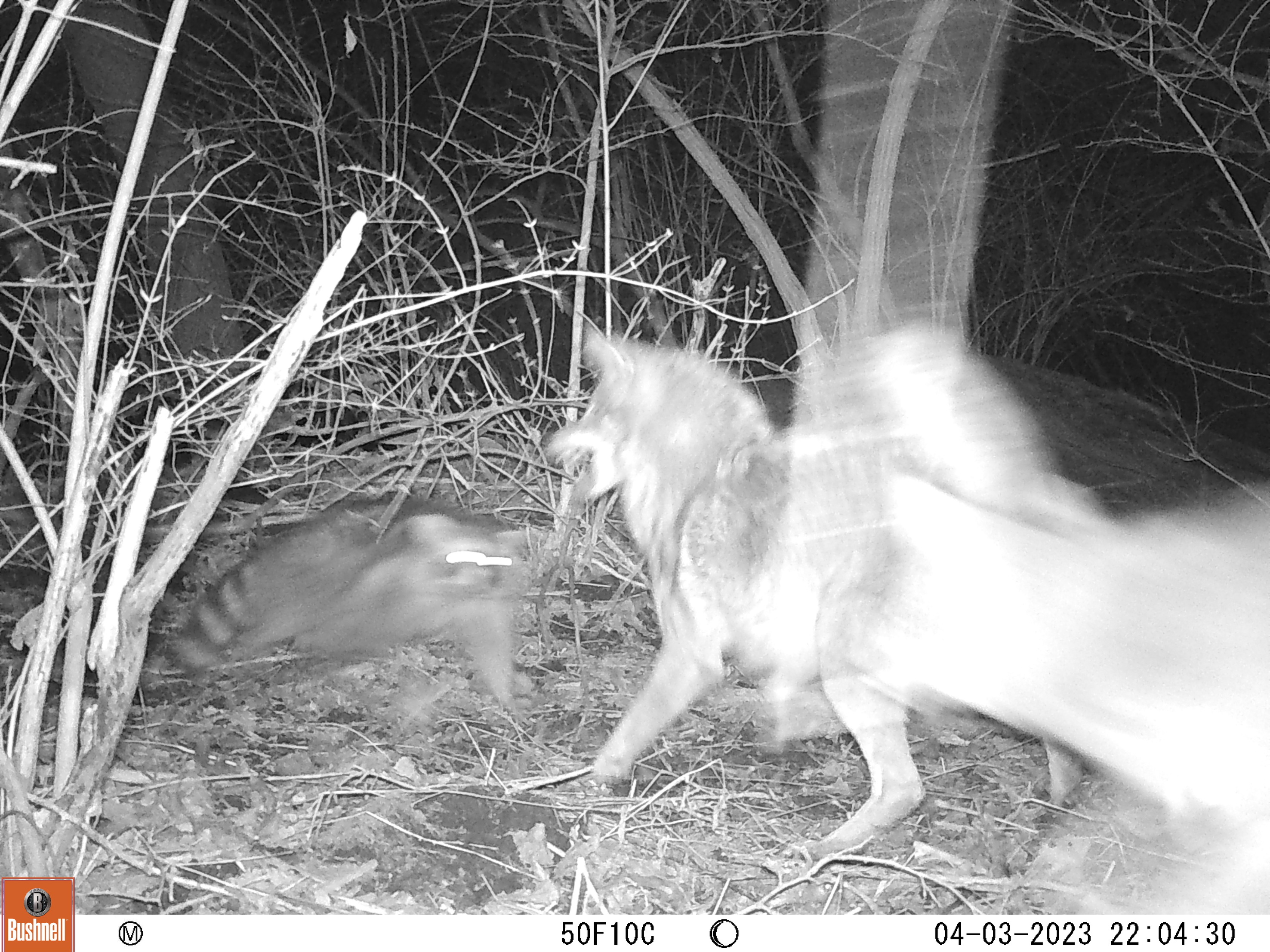 A trailcam image of two coyotes lunging after a North American raccoon