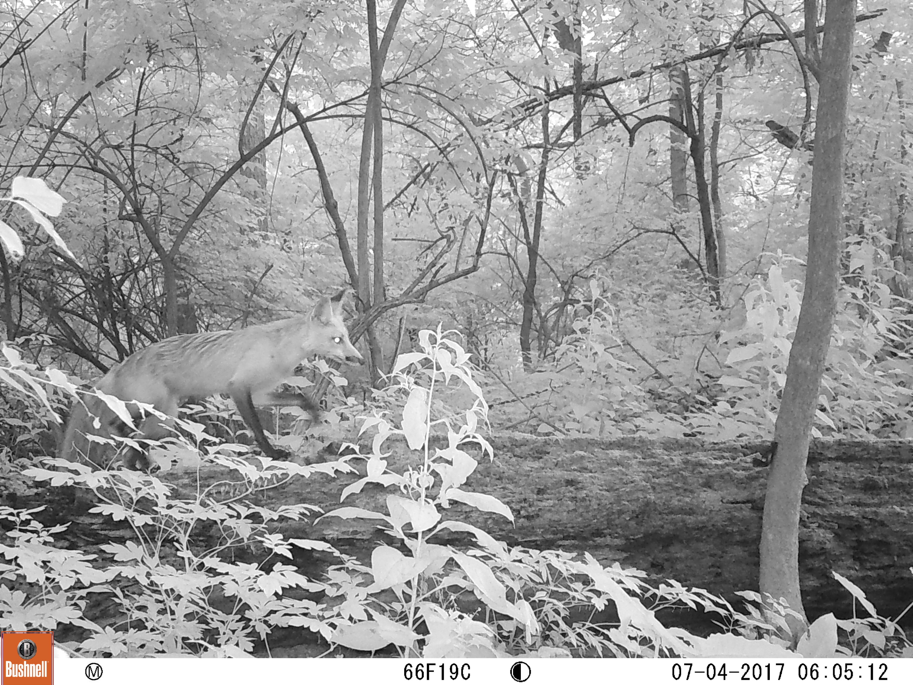 A trail cam photo of a fox walking through the forest