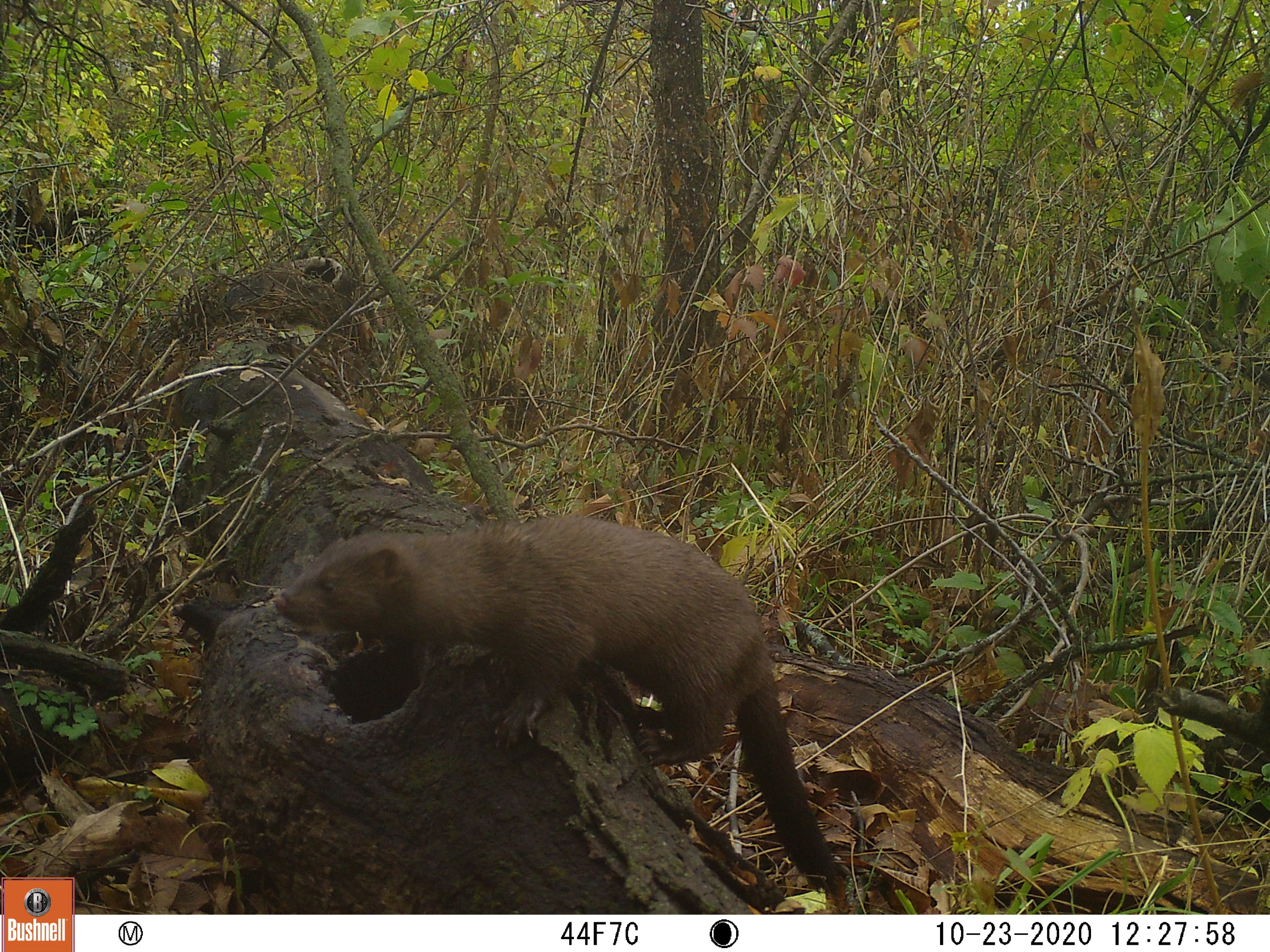 A trail cam photo of a mink