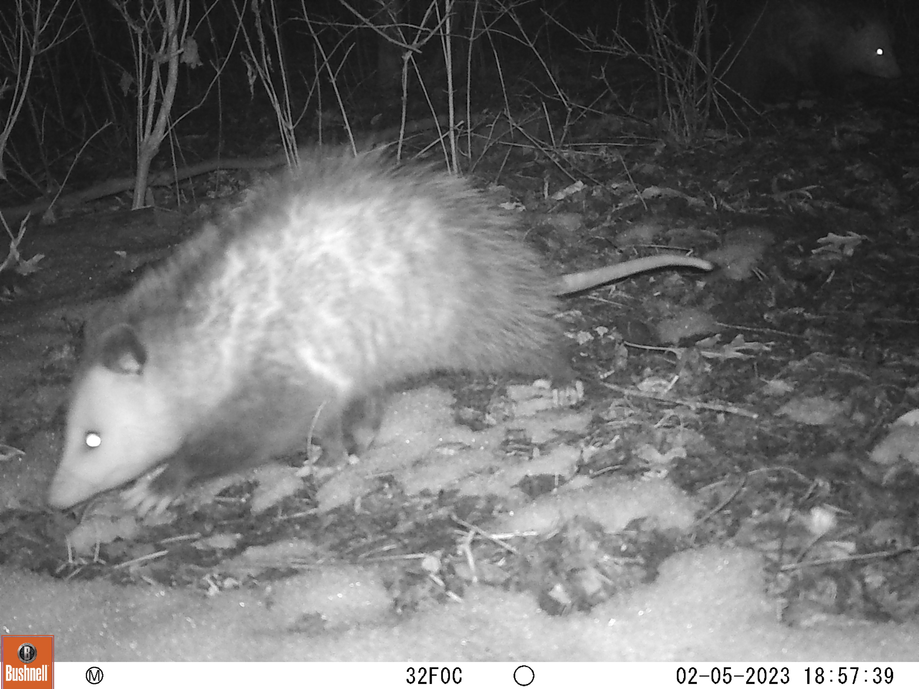 A trail cam photo of opossums