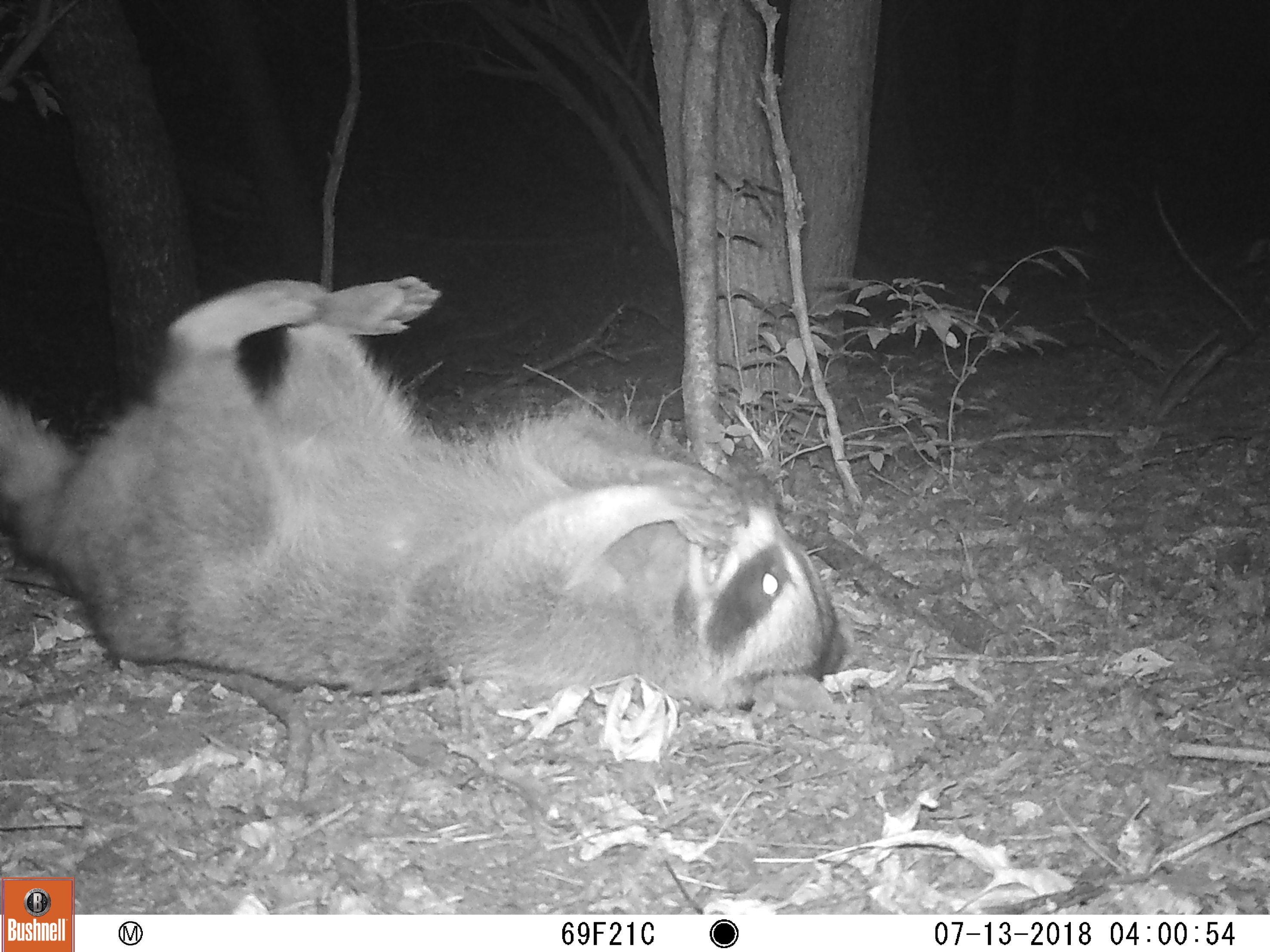 A trail cam photo of a raccoon eating something while lying on its back on the forest floor at night, its rear paws in the air