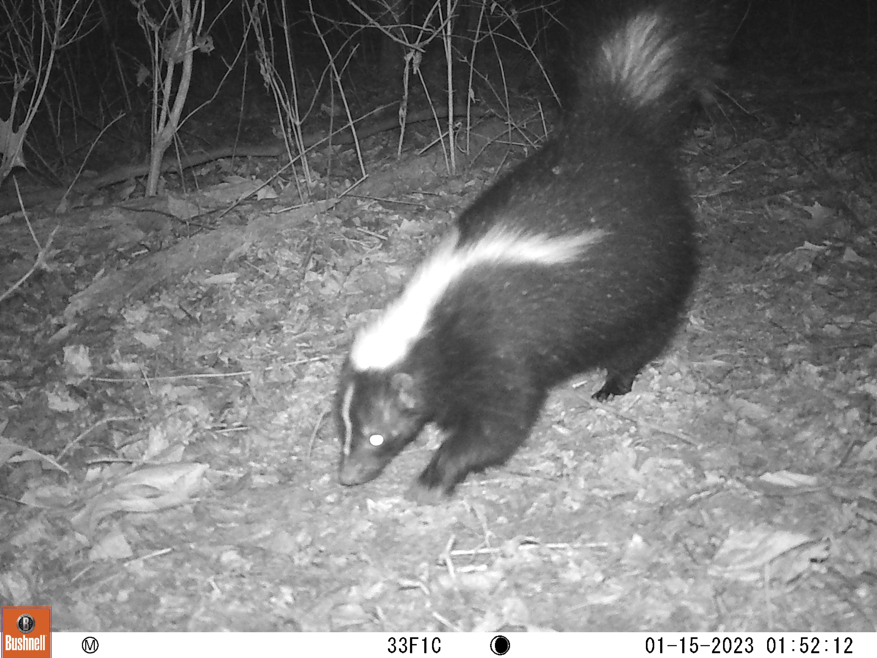 A trail cam photo of a black and white skunk