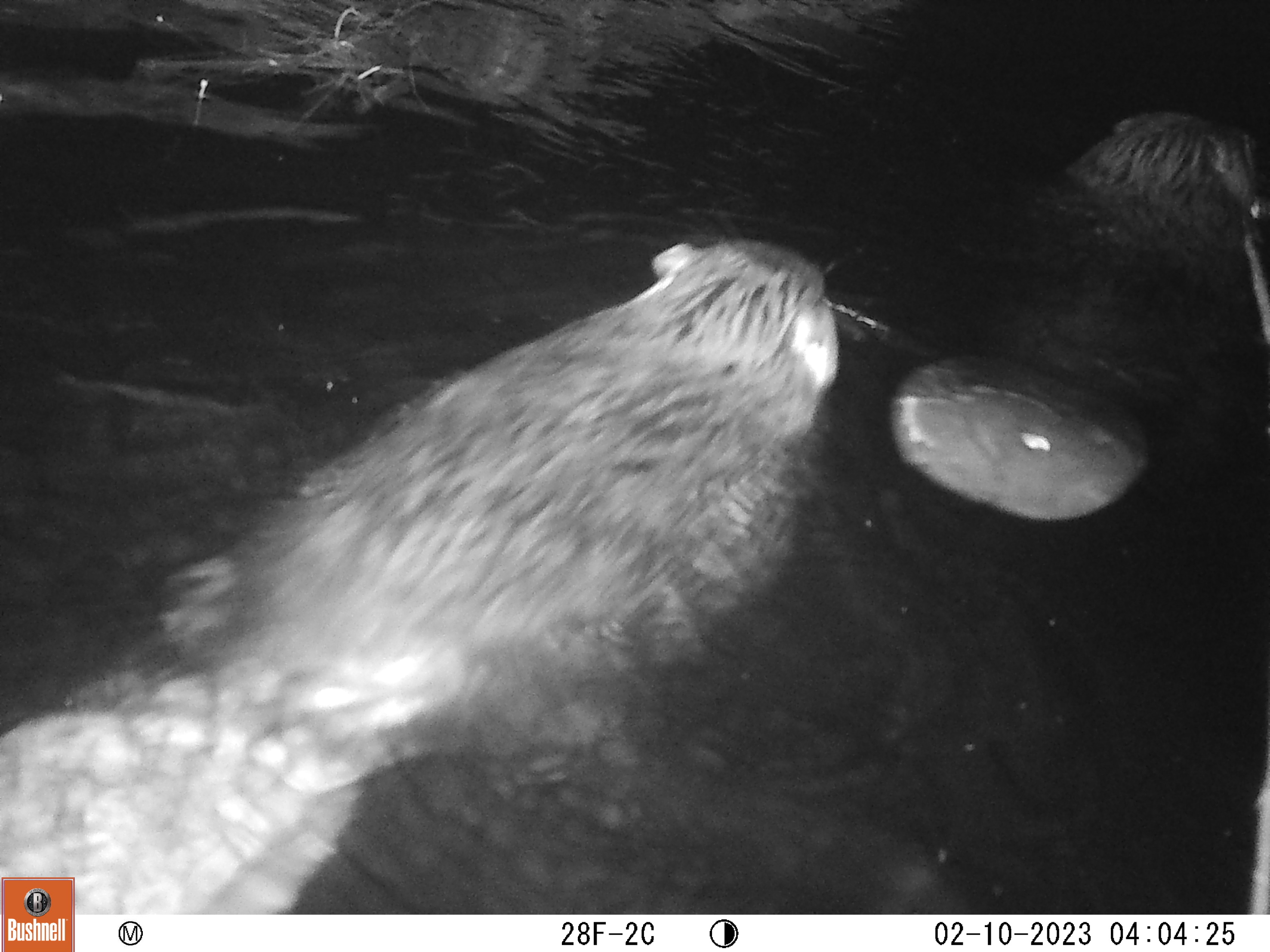 A trailcam image of two beavers swimming at night in a body of water