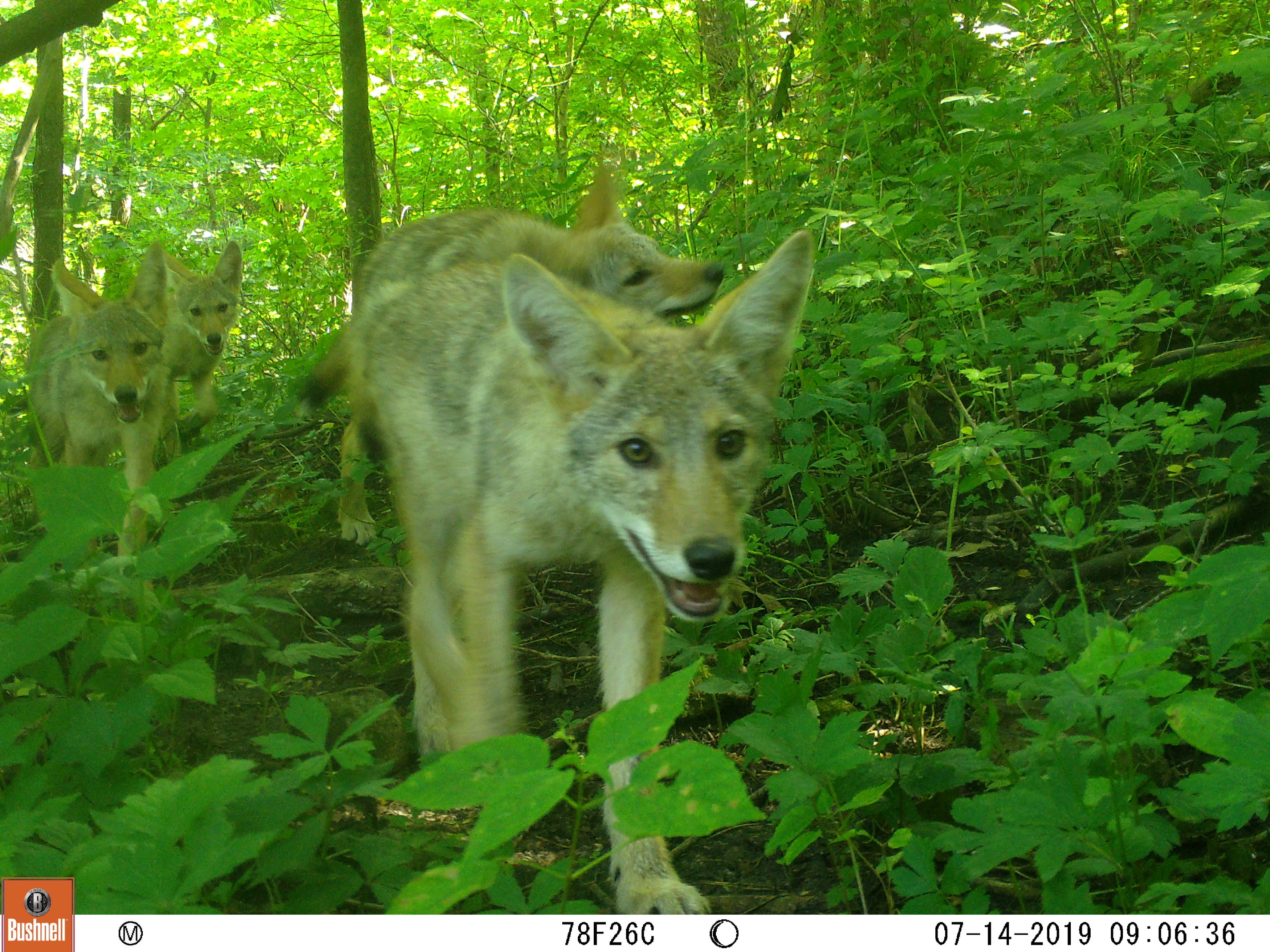 A trail cam photo of coyote cubs